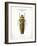 Beetle III-Gwendolyn Babbitt-Framed Art Print