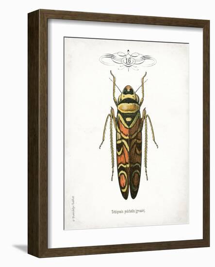 Beetle III-Gwendolyn Babbitt-Framed Art Print