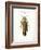 Beetle III-Gwendolyn Babbitt-Framed Art Print