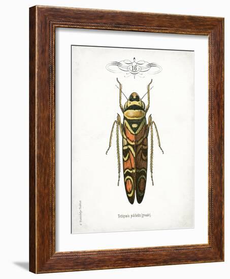 Beetle III-Gwendolyn Babbitt-Framed Art Print