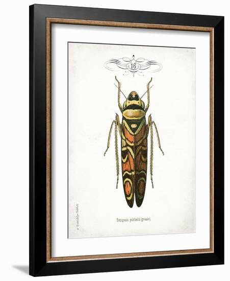 Beetle III-Gwendolyn Babbitt-Framed Art Print