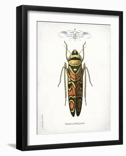 Beetle III-Gwendolyn Babbitt-Framed Art Print