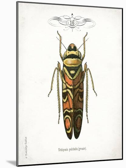Beetle III-Gwendolyn Babbitt-Mounted Art Print