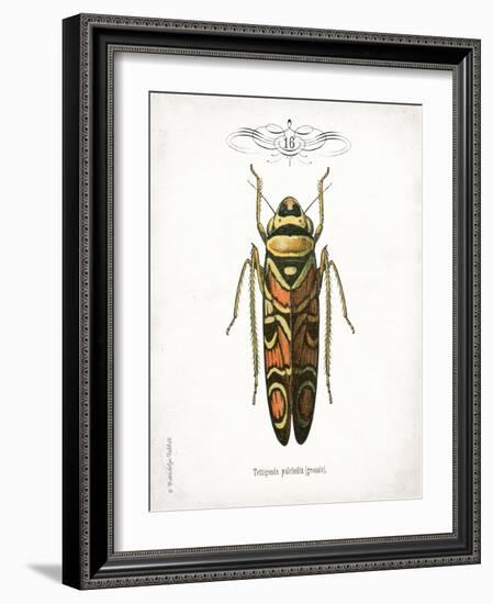 Beetle III-Gwendolyn Babbitt-Framed Art Print