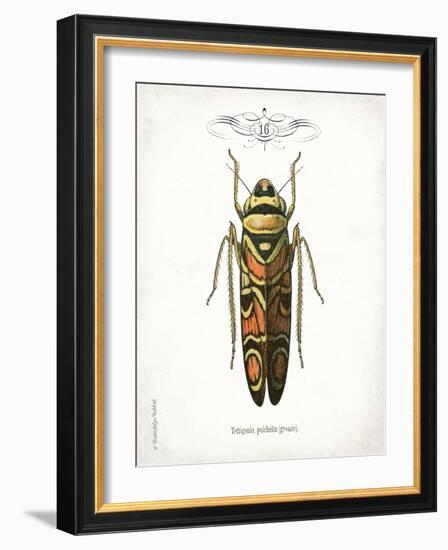 Beetle III-Gwendolyn Babbitt-Framed Art Print