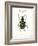 Beetle IV-Gwendolyn Babbitt-Framed Art Print