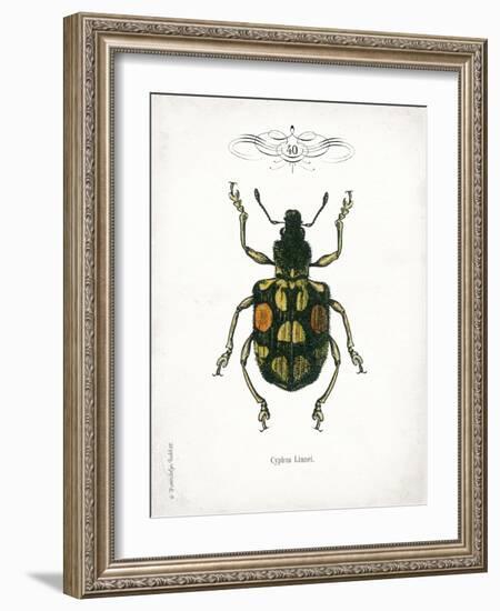 Beetle IV-Gwendolyn Babbitt-Framed Art Print