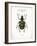 Beetle IV-Gwendolyn Babbitt-Framed Art Print