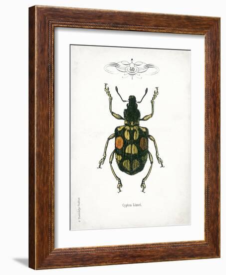 Beetle IV-Gwendolyn Babbitt-Framed Art Print