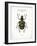 Beetle IV-Gwendolyn Babbitt-Framed Art Print