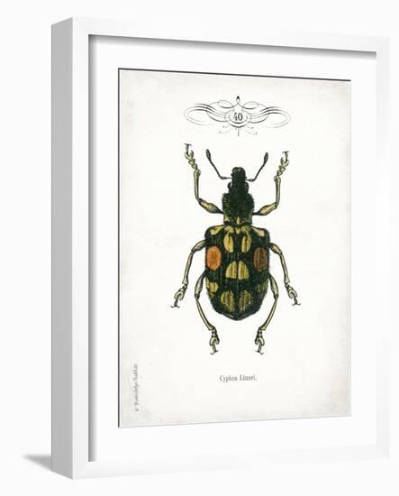 Beetle IV-Gwendolyn Babbitt-Framed Art Print