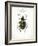 Beetle IV-Gwendolyn Babbitt-Framed Art Print