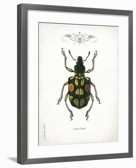 Beetle IV-Gwendolyn Babbitt-Framed Art Print