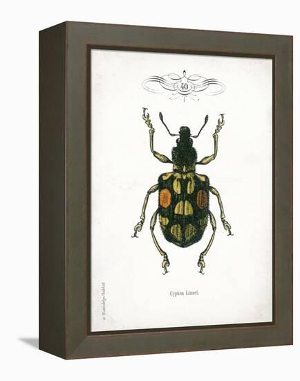 Beetle IV-Gwendolyn Babbitt-Framed Stretched Canvas