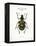 Beetle IV-Gwendolyn Babbitt-Framed Stretched Canvas
