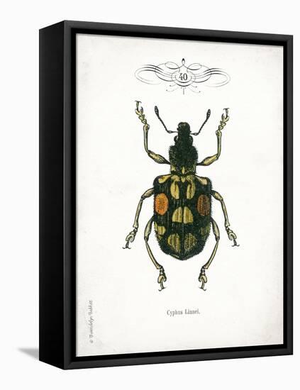 Beetle IV-Gwendolyn Babbitt-Framed Stretched Canvas