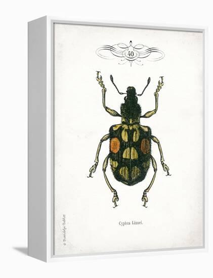 Beetle IV-Gwendolyn Babbitt-Framed Stretched Canvas