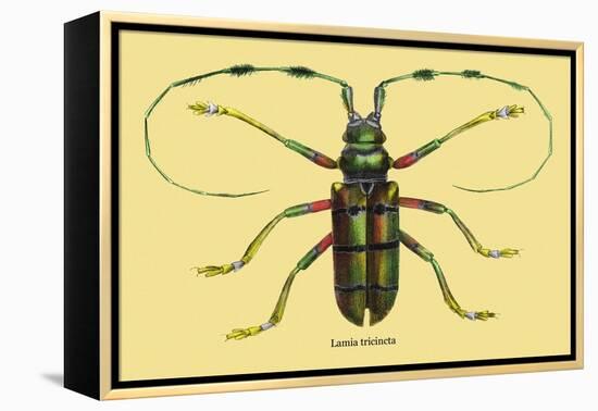 Beetle: Lamia Tricincta-Sir William Jardine-Framed Stretched Canvas