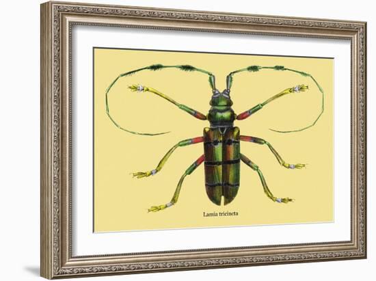 Beetle: Lamia Tricincta-Sir William Jardine-Framed Art Print