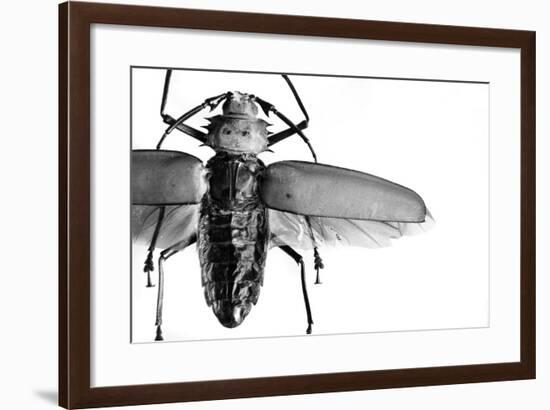 Beetle on Display, Santa Fe, New Mexico. Usa-Julien McRoberts-Framed Photographic Print
