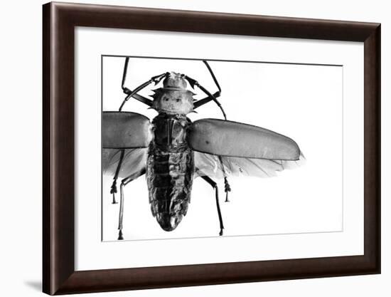 Beetle on Display, Santa Fe, New Mexico. Usa-Julien McRoberts-Framed Photographic Print