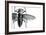 Beetle on Display, Santa Fe, New Mexico. Usa-Julien McRoberts-Framed Photographic Print