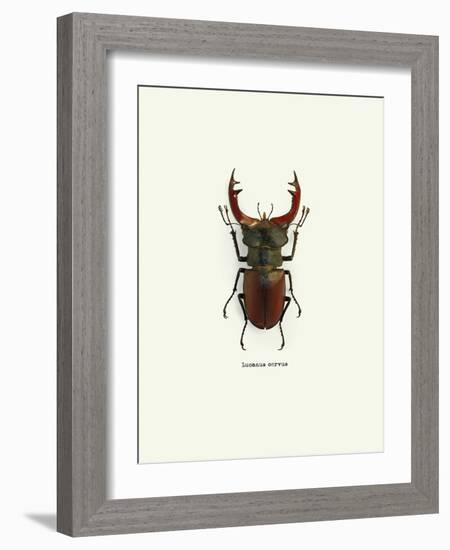 Beetle Red-null-Framed Art Print
