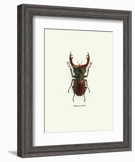 Beetle Red-null-Framed Art Print