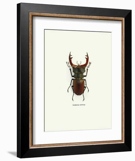 Beetle Red-null-Framed Art Print