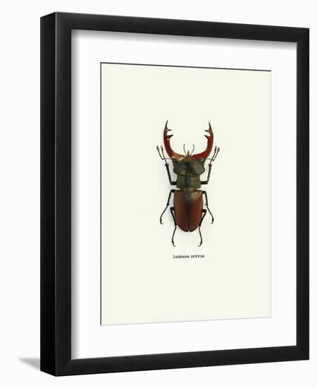 Beetle Red-null-Framed Art Print