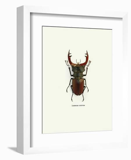 Beetle Red-null-Framed Art Print