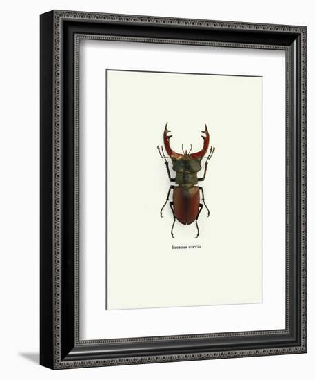 Beetle Red-null-Framed Art Print