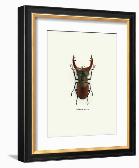 Beetle Red-null-Framed Art Print