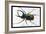 Beetle: Scarabaeus Atlas of Java-Sir William Jardine-Framed Art Print