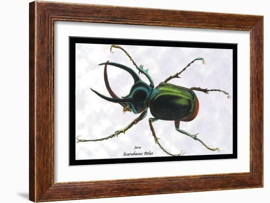 Beetle: Scarabaeus Atlas of Java-Sir William Jardine-Framed Art Print