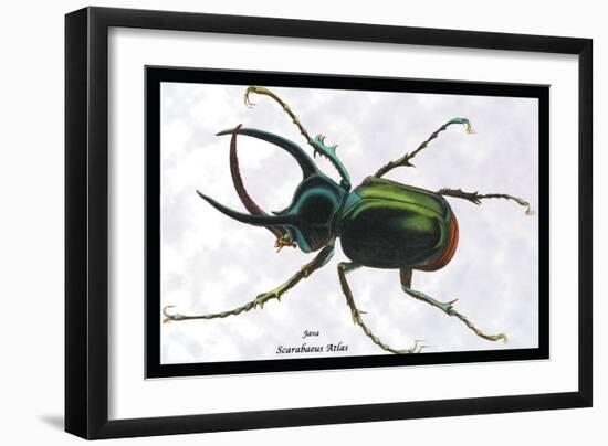 Beetle: Scarabaeus Atlas of Java-Sir William Jardine-Framed Art Print