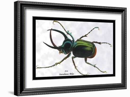 Beetle: Scarabaeus Atlas of Java-Sir William Jardine-Framed Art Print