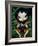 Beetle Wings-Jasmine Becket-Griffith-Framed Art Print