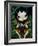 Beetle Wings-Jasmine Becket-Griffith-Framed Art Print