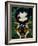 Beetle Wings-Jasmine Becket-Griffith-Framed Art Print