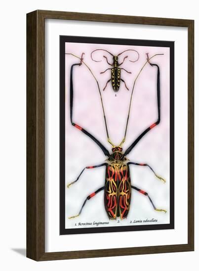 Beetles: Acrocinus Longimanus and Lamia Subocellata-Sir William Jardine-Framed Art Print