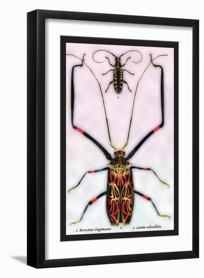 Beetles: Acrocinus Longimanus and Lamia Subocellata-Sir William Jardine-Framed Art Print