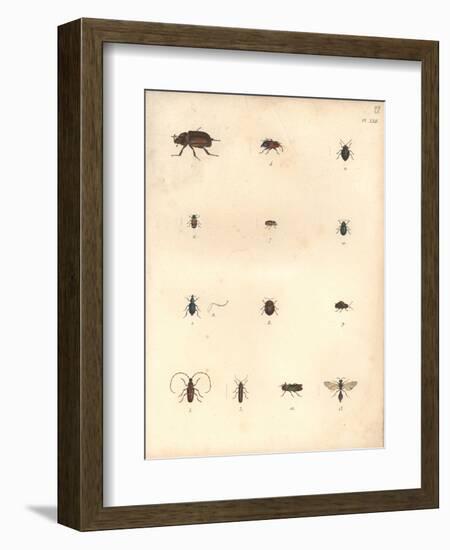 Beetles and Wasps-Baron Friedrich von Humboldt-Framed Giclee Print