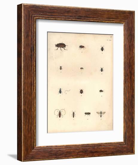 Beetles and Wasps-Baron Friedrich von Humboldt-Framed Giclee Print