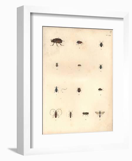 Beetles and Wasps-Baron Friedrich von Humboldt-Framed Giclee Print