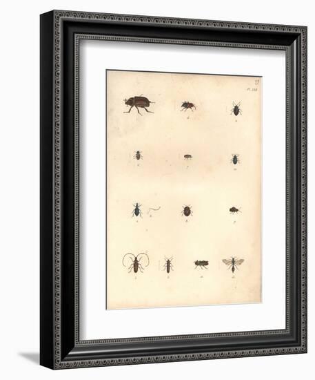 Beetles and Wasps-Baron Friedrich von Humboldt-Framed Giclee Print