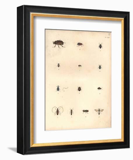 Beetles and Wasps-Baron Friedrich von Humboldt-Framed Giclee Print