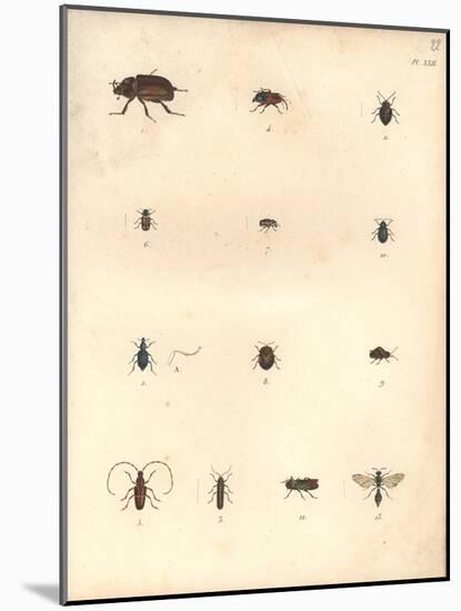Beetles and Wasps-Baron Friedrich von Humboldt-Mounted Giclee Print