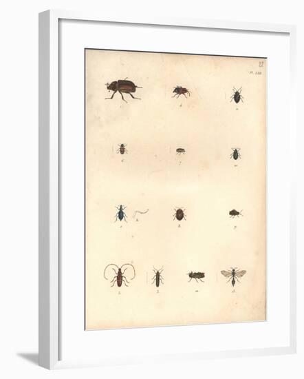 Beetles and Wasps-Baron Friedrich von Humboldt-Framed Giclee Print