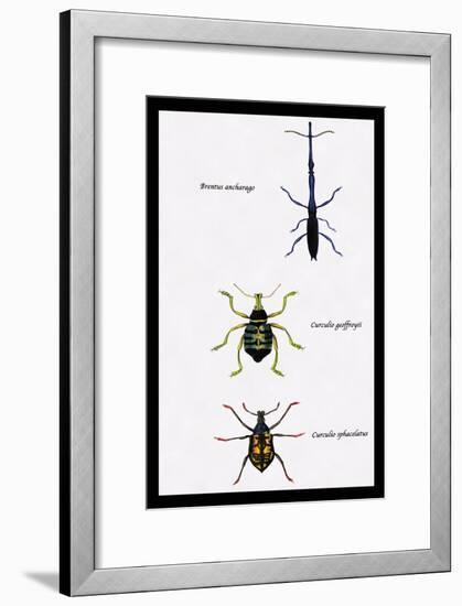 Beetles: Brentus Anchorago, Curculio Geoffroy-Sir William Jardine-Framed Art Print